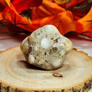 Conglomerate Palm Stone